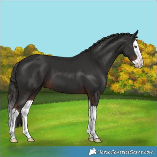 Horse Color:Liver Chestnut Splash 