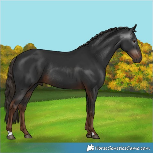 Horse Color:Gray Liver Chestnut Rabicano 