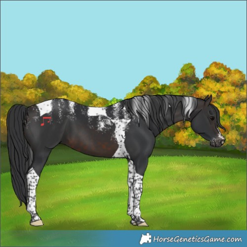 Horse Color:Powder White Brown Tobiano