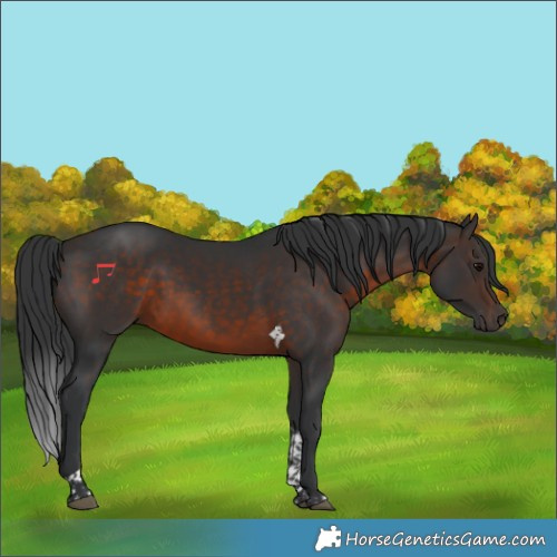 Horse Color:Brown Tobiano