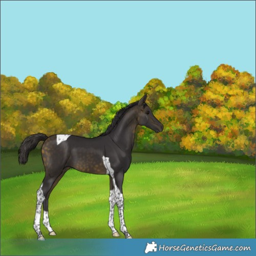 Horse Color:Buckskin Tobiano