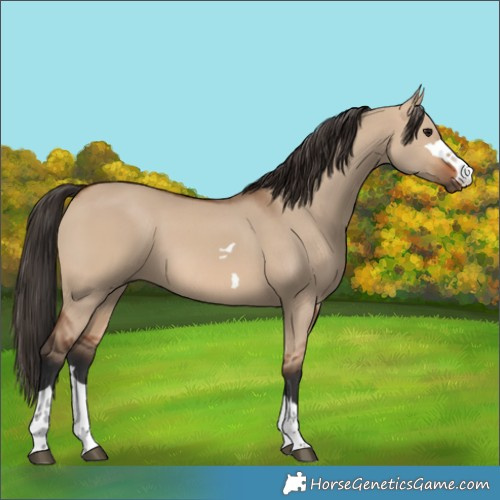 Horse Color:Bay Dun