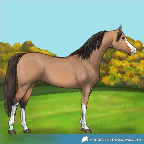 Horse Color:Bay Dun 