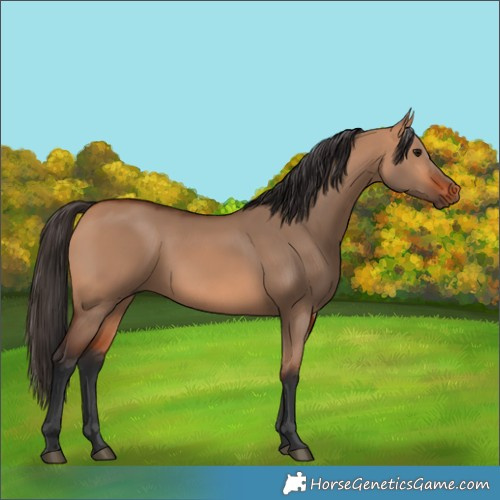 Horse Color:Bay Dun 