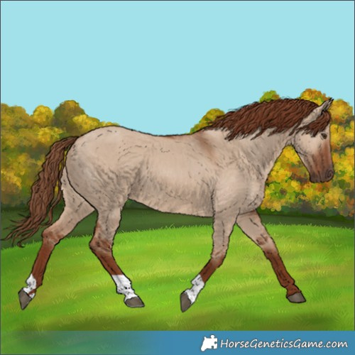 Horse Color:Red Dun