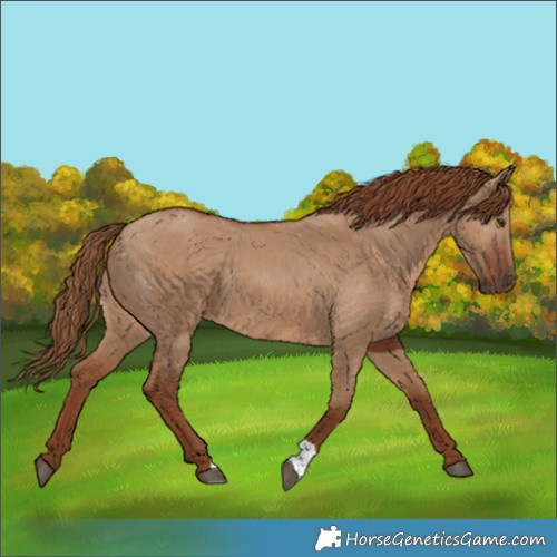 Horse Color:Red Dun 