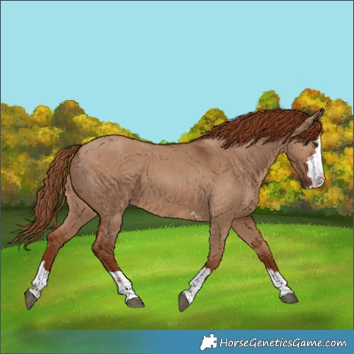 Horse Color:Red Dun 