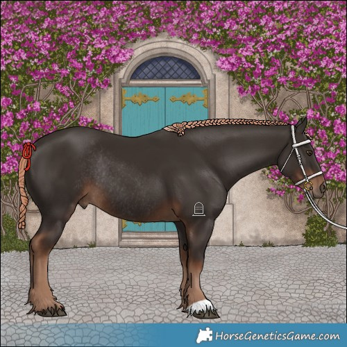 Horse Color:Liver Chestnut Rabicano 