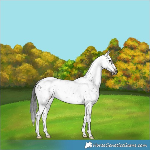 Horse Color:Grullo Sabino Splash Frame 