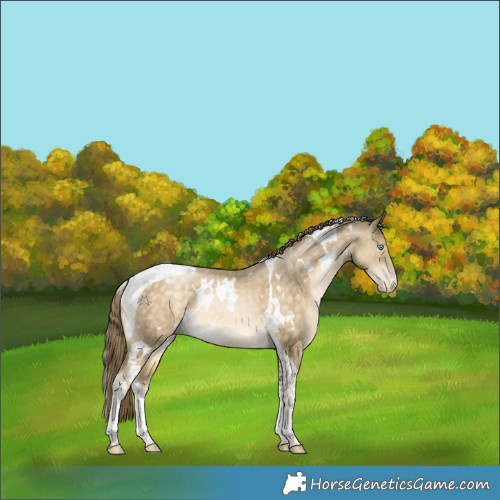 Horse Color:White Spotted Buckskin Pearl Tobiano Varnish Rabicano