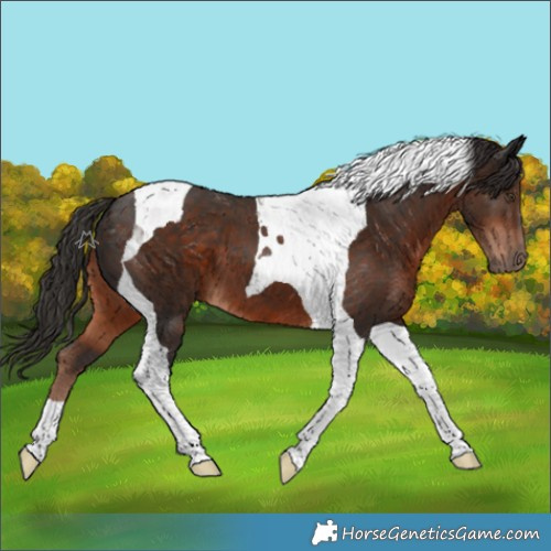 Horse Color:Liver Chestnut Tobiano