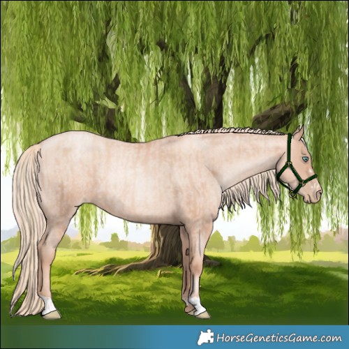 Horse Color:Gold Champagne Pearl Rabicano and Gold Champagne Roan Pearl Rabicano