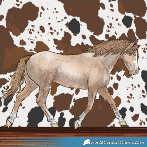 Horse Color:Gold Champagne Pearl Rabicano  and Gold Champagne Pearl Rabicano 