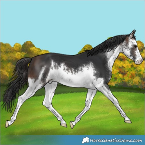 Horse Color:White Spotted Brown
