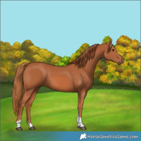 Horse Color:Chestnut Tobiano 