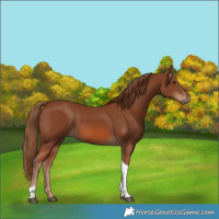 Horse Color:Chestnut Tobiano