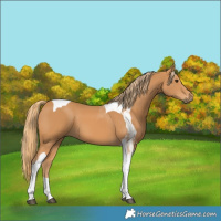 Horse Color:Chestnut Tobiano