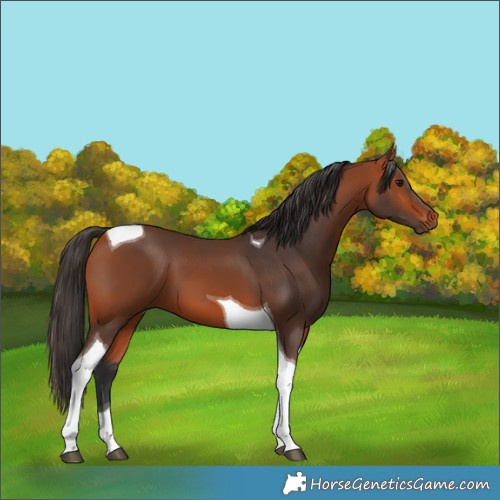 Horse Color:Bay Tobiano