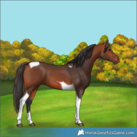 Horse Color:Bay Tobiano