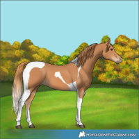 Horse Color:Chestnut Tobiano