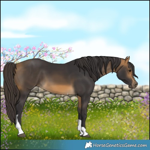 Horse Color:Buckskin Tobiano