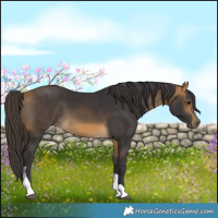 Horse Color:Buckskin Tobiano