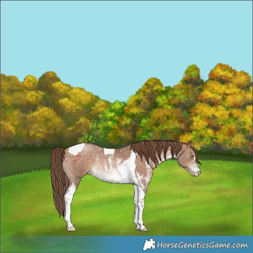 Horse Color:Brown Pearl Sabino Tobiano Snowflake Varnish Rabicano