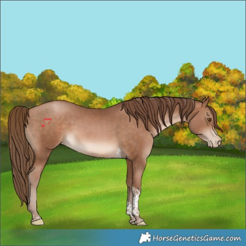 Horse Color:Brown Pearl Tobiano Rabicano