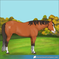 Horse Color:Bay Splash