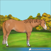 Horse Color:Chestnut Splash 