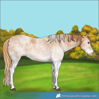 Horse Color:White Spotted Chestnut