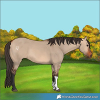 Horse Color:Bay Dun Tobiano