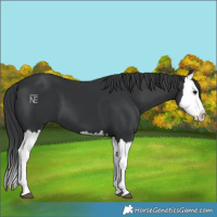 Horse Color:Black Splash