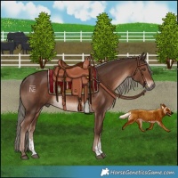 Horse Color:Liver Chestnut Mushroom Sabino