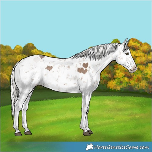 Horse Color:White Spotted Liver Red Dun Mushroom Sabino