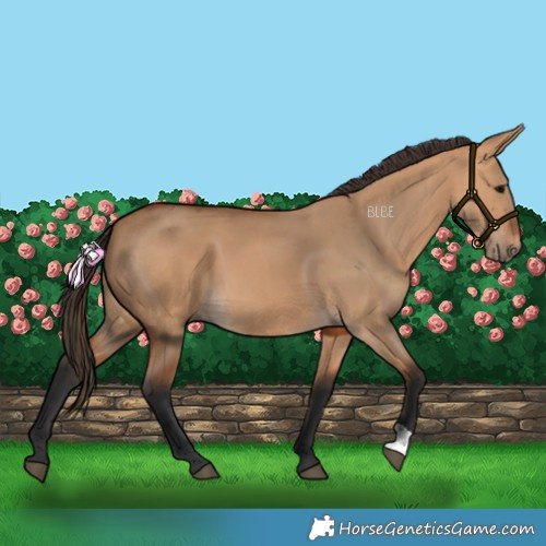 Horse Color:Bay Dun 