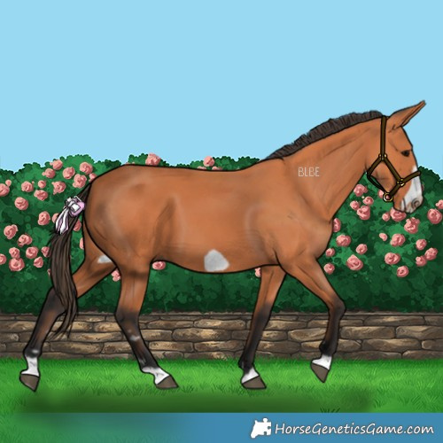 Horse Color:Bay Frame 