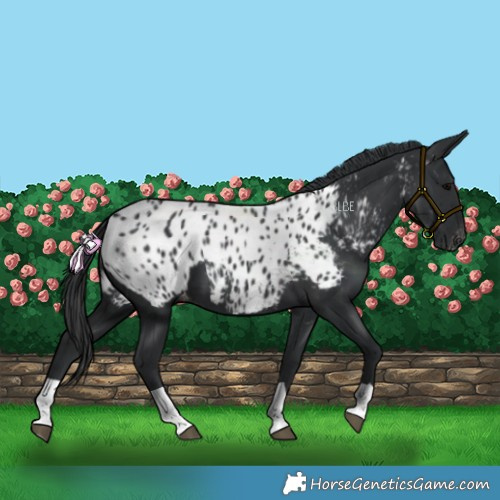 Horse Color:Black Near Leopard 