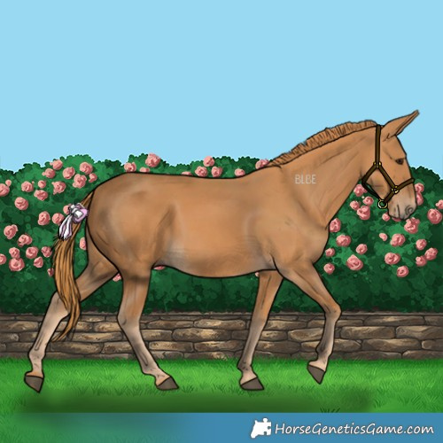 Horse Color:Chestnut Rabicano