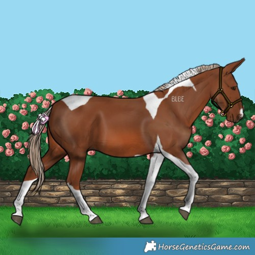 Horse Color:Chestnut Tobiano