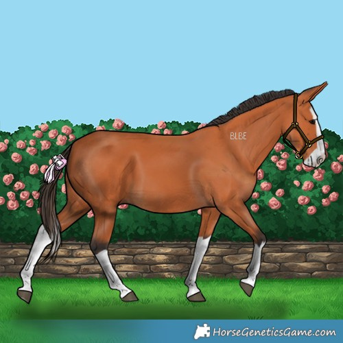 Horse Color:Bay Splash 