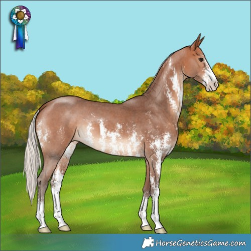 Horse Color:Silver Bay Sabino