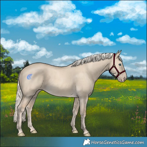 Horse Color:Cremello Dun 