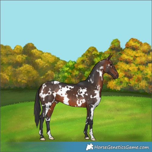 Horse Color:White Spotted Bay 