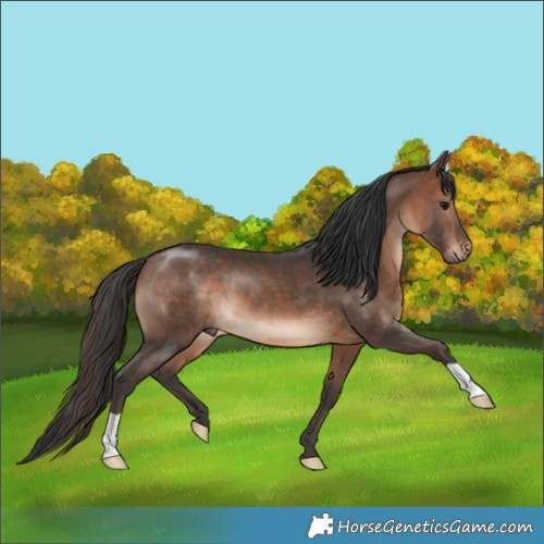 Horse Color:Brown 