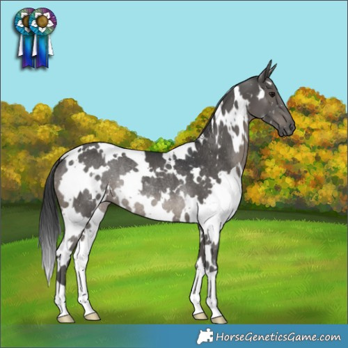 Horse Color:White Spotted Black Rabicano 