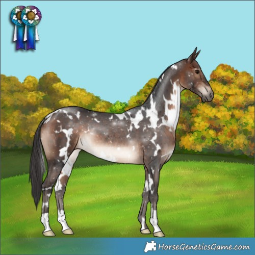 Horse Color:White Spotted Brown Rabicano