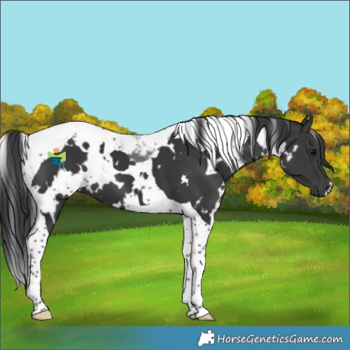 Horse Color:White Spotted Black Tobiano 