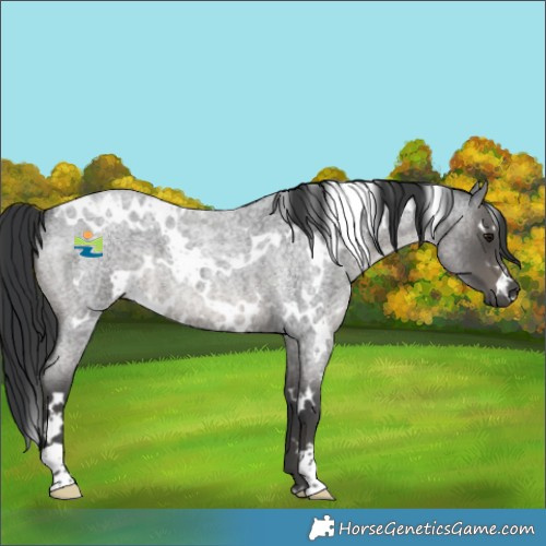 Horse Color:White Spotted Blue Roan