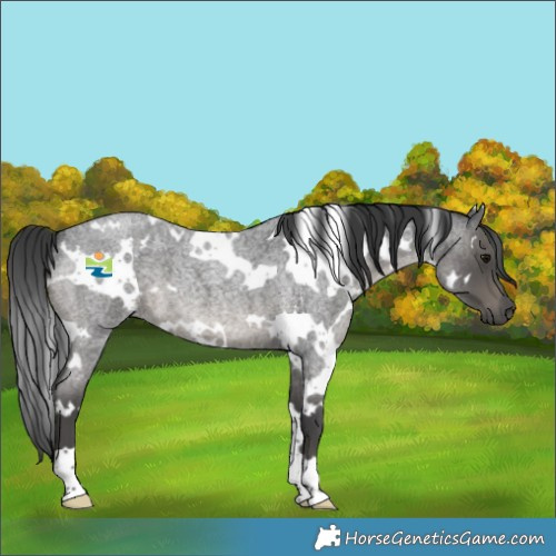 Horse Color:White Spotted Blue Roan